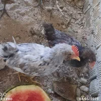 جوجه گلین