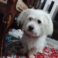 سگ باهوش|سگ|قوچان, |دیوار