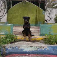 سگ روتوایلر اصیل|سگ|کازرون, |دیوار