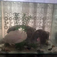 اکواریوم فول امکانات