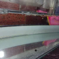 گوپی|ماهی|چهاردانگه (تهران), |دیوار