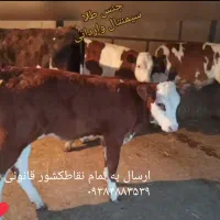 مناسب برای وزن گیری