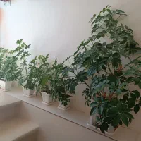 گل قزوانی خانگی بزرگ و کوچک