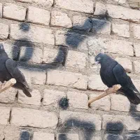 زاغ چش نوک سفید