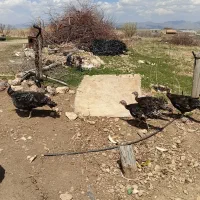 بوقلمون ماده