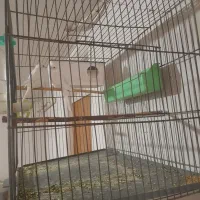 یک جفت مرغ عشق جوان|پرنده|بهار, |دیوار