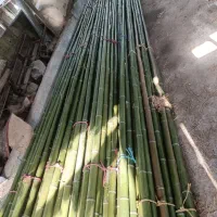 بامبو|گل و گیاه طبیعی|چهاردانگه (تهران), |دیوار