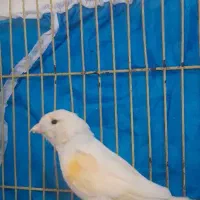 قناری نر|پرنده|خرمشهر, |دیوار
