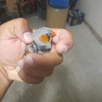 فنچ کینگ