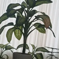 فروشی|گل و گیاه طبیعی|کاشان, ولیعصر|دیوار