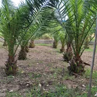 نخل فونیکس|خدمات باغبانی و درختکاری|رشت, حومه رشت|دیوار