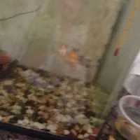 فروش ماهی گلد فیش|ماهی|شهرکرد, |دیوار