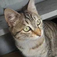 واگذاری گربه و بچه گربه