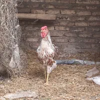 جوجه خروس|حیوانات مزرعه|تهران, آبشار|دیوار