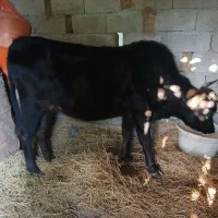 ورزا کوله گاو شکمدار|حیوانات مزرعه|رشت, حومه رشت|دیوار