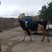 گاو سمینتال آبستن جوان چهار دندان سنگین