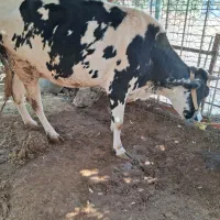 بزه گاو برای فروش برای اطلاعات بیشتر تماس بگرید|حیوانات مزرعه|مسجد سلیمان, |دیوار