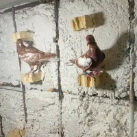 کبوتر|پرنده|برازجان, |دیوار