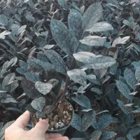 فروش عمده زاموفیلیا بلک|گل و گیاه طبیعی|قائمشهر, |دیوار