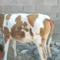 فروش گوساله ماده