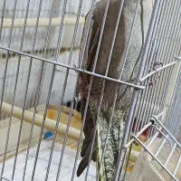 عروس هلندی