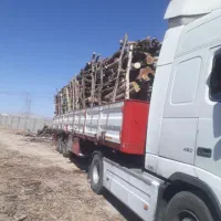 خرید چوب،بریدن انواع درخت،هرس درخت