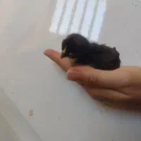 جوجه مرغ محلی اصیل