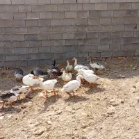 غاز|حیوانات مزرعه|بیضا, |دیوار