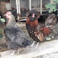 خروس نژادلهستانی