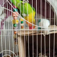 جفت مولد برزیلی