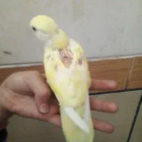 جوجه کوتوله دستی|پرنده|کرمان, |دیوار