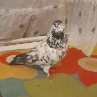 دوتا کفتر نر قوی پرش سنگین|پرنده|مشگین شهر, |دیوار