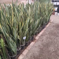 جشنواره روز مادر سانسوریا ابلق|گل و گیاه طبیعی|یزد, |دیوار