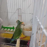 کوتوله برزیلی|پرنده|تربت‌حیدریه, فرمانداری|دیوار