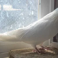 کبوتر تهرونی و بمبویی و دوکت|پرنده|اصفهان, ملک‌شهر|دیوار