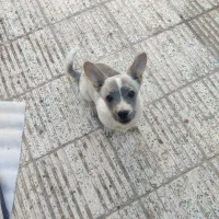 گمشده سگ پا کوتاه