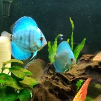 ماهی دیسکس نژاد دار