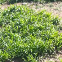 نخودبذری بهاره