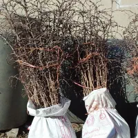 مجموع تولیدنهالهای زرشکپفکیانواععناب.ازخراسان|خدمات باغبانی و درختکاری|اصفهان, دانشگاه اصفهان|دیوار