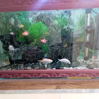 آکواریوم|ماهی|مرودشت, ثبت احوال|دیوار