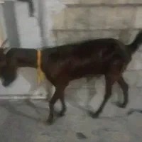 بز ماده چندقلوزا