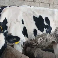 ۲ عدد تلیسه جوان و سالم قیمت ۳۵۰۰۰۰۰ تومان