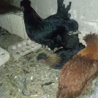 مرغ و چوری|حیوانات مزرعه|عسگران, |دیوار