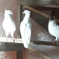 خال قاجار، کپه سر ، گل به سر . جوجه های این فصل