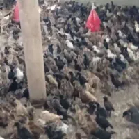 فروش جوجه ۴۵ روزه گلپایگان
