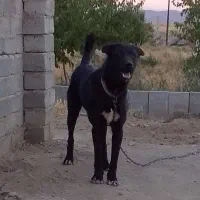 سگ ۱۲ ماهه اصیل سرابی