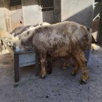 گوسفندنر3عدد