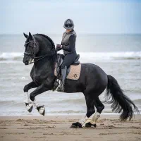 سوارکاری اسب آموزش پانسیون