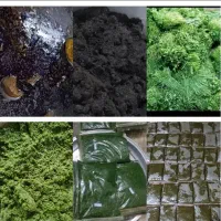 سبزی خورشتی تازه|خوردنی و آشامیدنی|اصفهان, باغ زرشک|دیوار