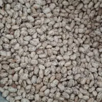 لوبیا چیتی محلی امسال